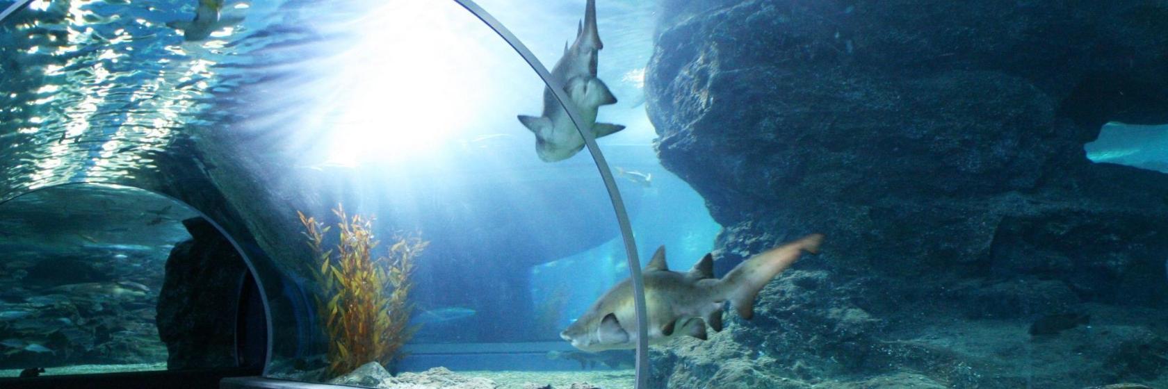 Acuario Sea Life Bangkok Ocean World